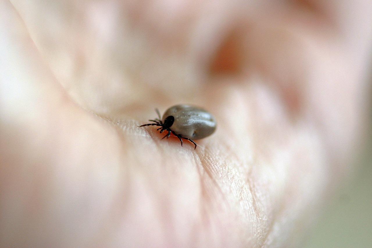What Ticks Carry Lyme Disease post thumbnail image