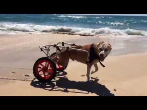 Benefits of Dog Wheelchairs: Enhancing Mobility and Quality of Life post thumbnail image